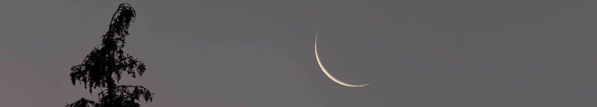 Holdsarló a Teáskanna fogantyújában