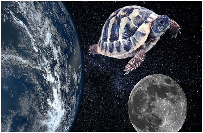 Első élőlények a Hold körül -- a két űrteknős és sorstársaik története 